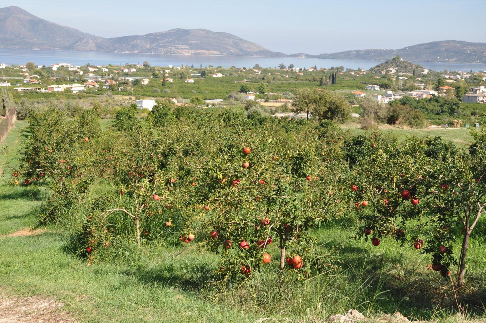 Studio In Villa In Kalloni Direkt Am Meer מראה חיצוני תמונה
